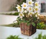 Christrose von  im aktuellen Hagebaumarkt Prospekt für 4,99 €