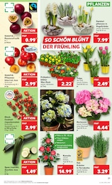 Kaufland Tulpen im Prospekt 