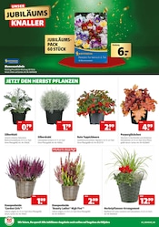 Aktueller Hagebaumarkt Prospekt mit Blumenzwiebeln, "UNSER JUBILÄUMSGEWINNSPIEL", Seite 4