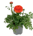 Ranunkel bei toom Baumarkt im Florstadt Prospekt für 2,79 €