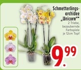 Schmetterlingsorchidee „Unicorn“ im Angebot bei EDEKA in Ravensburg Schmetterlingsorchidee „Unicorn“ Angebote bei EDEKA Ravensburg für 9,99 €