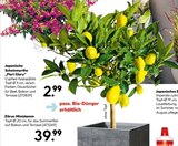 Zitrus-Ministamm für 39,99 € bei Hellweg im Angebot Zitrus-Ministamm im aktuellen Hellweg Prospekt