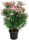 Oleander Busch Solitär (Nerium oleander) im aktuellen METRO Prospekt