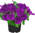 Petunie Angebote bei Penny Fürth für 1,69 €