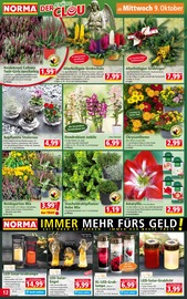 Aktueller Norma Prospekt mit Chrysantheme, "Mehr fürs Geld", Seite 12