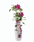 Clématite ou rosier espalier - Lidl à Marseille Clématite ou rosier espalier en promo chez Lidl Marseille à 8,99 €