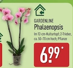 Aktuelles Phalaenopsis Angebot bei ALDI Nord in Bielefeld ab 6,99 €