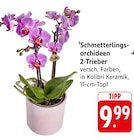 Schmetterlingsorchideen 2-Trieber bei EDEKA im Hauenstein Prospekt für 9,99 €