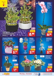 Ähnliche Angebote wie Regentonne im Prospekt "Aktuelle Angebote" auf Seite 30 von Netto Marken-Discount in Görlitz