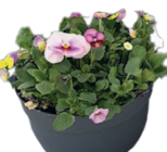 XL-Pflanzen Mix im Angebot bei Wreesmann in Zwickau XL-Pflanzen Mix Angebote bei Wreesmann Zwickau für 2,99 €