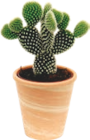 CACTÉE OU SUCCULENTE - GARDENLINE en promo chez Aldi Rennes à 2,99 €