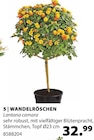 Wandelröschen von  im aktuellen Dehner Garten-Center Prospekt für 32,99 €