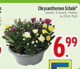 EDEKA Rott - Chrysanthemen Schale Angebot im Prospekt Chrysanthemen Schale bei EDEKA im Rott Prospekt für 6,99 €