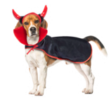 Cape vampire - Gifi à Grenoble Cape vampire en promo chez Gifi Grenoble à 3,29 €