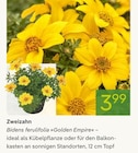 Zweizahn Bidens ferulifolia 'Golden Empire' im Pflanzen Kölle Prospekt zum Preis von 3,99 €