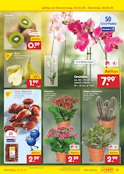 Aktueller Netto Marken-Discount Prospekt mit Orchidee, "Aktuelle Angebote", Seite 43