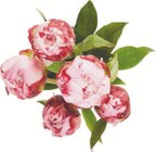 Bouquet de 5 pivoines à Carrefour dans Bonneuil-sur-Marne Bouquet de 5 pivoines à Carrefour dans Bonneuil-sur-Marne