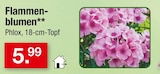 Flammenblumen für 5,99 € bei Zimmermann im Angebot Flammenblumen im aktuellen Zimmermann Prospekt