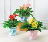 Plante Fleurie - Super U à Metz Plante Fleurie en promo chez Super U Metz à 4,99 €