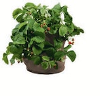 Pflanzsack-Set im Angebot bei Lidl in Lippstadt Pflanzsack-Set Angebote von PARKSIDE bei Lidl Lippstadt für 4,99 €