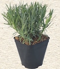 Lavande en promo chez Botanic Lavande dans le catalogue Botanic