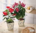 Plante fleurie prête à offrir dans un sac cadeau à 12,99 € dans le catalogue Intermarché Hyper