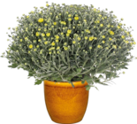Chrysantheme „Pistache“ von  im aktuellen Hornbach Prospekt für 7,29 €