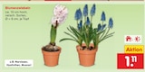 Blumenzwiebeln im Angebot bei Netto Marken-Discount in Schwerin Blumenzwiebeln Angebote bei Netto Marken-Discount Schwerin für 1,11 €