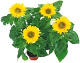 Sonnenblume Helianthus im Angebot bei REWE in Elmshorn Sonnenblume Helianthus Angebote bei REWE Elmshorn für 2,29 €