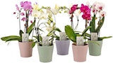 Aktuelles Phalaenopsis Angebot bei REWE in Mannheim ab 16,99 €