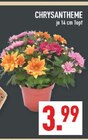 CHRYSANTHEME im Angebot bei Marktkauf in Warendorf CHRYSANTHEME Angebote bei Marktkauf Warendorf für 3,99 €