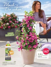 Aktueller Gartencenter Nickl Prospekt mit Bio, "Pfanzt euch den Blüten-Sommer", Seite 6
