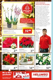 Blumen im Hellweg Prospekt in Brandenburg Aktueller Hellweg Prospekt mit Blumen, "Die Profi-Baumärkte", Seite 16