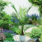 Palmier en promo chez Carrefour Orléans à 27,99 €