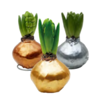 Hyazinthe gewachst im aktuellen Pflanzen Kölle Prospekt