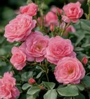 Rose 17-cm-Topf Angebote bei toom Baumarkt Löhne für 9,99 €