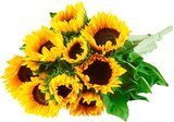 Aktuelle Pflanzen Angebote bei REWE in Mönchengladbach Aktuelles Sonnenblume Angebot bei REWE in Mönchengladbach ab 3,79 €