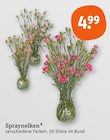 Aktuelle Blumen Angebote bei tegut in Mainz Aktuelles Spraynelken Angebot bei tegut in Mainz ab 4,99 €
