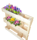 Primeln bei Thomas Philipps im Rudolstadt Prospekt für 0,89 €