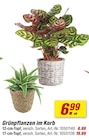 toom Baumarkt Lauchhammer - Grünpflanzen im Korb Angebot im Prospekt Grünpflanzen im Korb bei toom Baumarkt im Lauchhammer Prospekt für 6,99 €