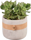 Succulente en pot Bali en promo chez Lidl Dunkerque à 5,99 €