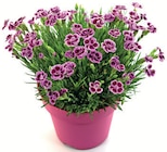 Nelken Pink Kisses für 1,99 € bei Zimmermann im Angebot Nelken Pink Kisses im aktuellen Zimmermann Prospekt