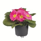 Primula acaulis Angebote bei Lidl Lippstadt für 0,89 €