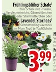 Frühlingsblüher Schale oder Lavendel Stocheas bei EDEKA im Sinzing Prospekt für 3,99 €