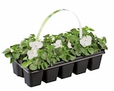 Plantes à massif en promo chez Lidl Rennes à 2,99 €