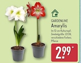 Amaryllis von GARDENLINE im aktuellen ALDI Nord Prospekt für 2,99 €