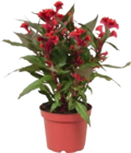 Brandschopf „Celosia“ von  im aktuellen tegut Prospekt für 3,99 €