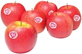 Rote Tafeläpfel "Cripps Pink" Angebote von Pink Lady bei REWE Göttingen für 2,49 €