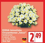 Chrysanthemen Yahoo bei EDEKA im Neuenhagen Prospekt für 2,49 €