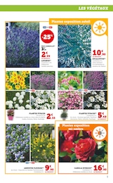 Offre Plante Vivace dans le catalogue Super U du moment à la page 3